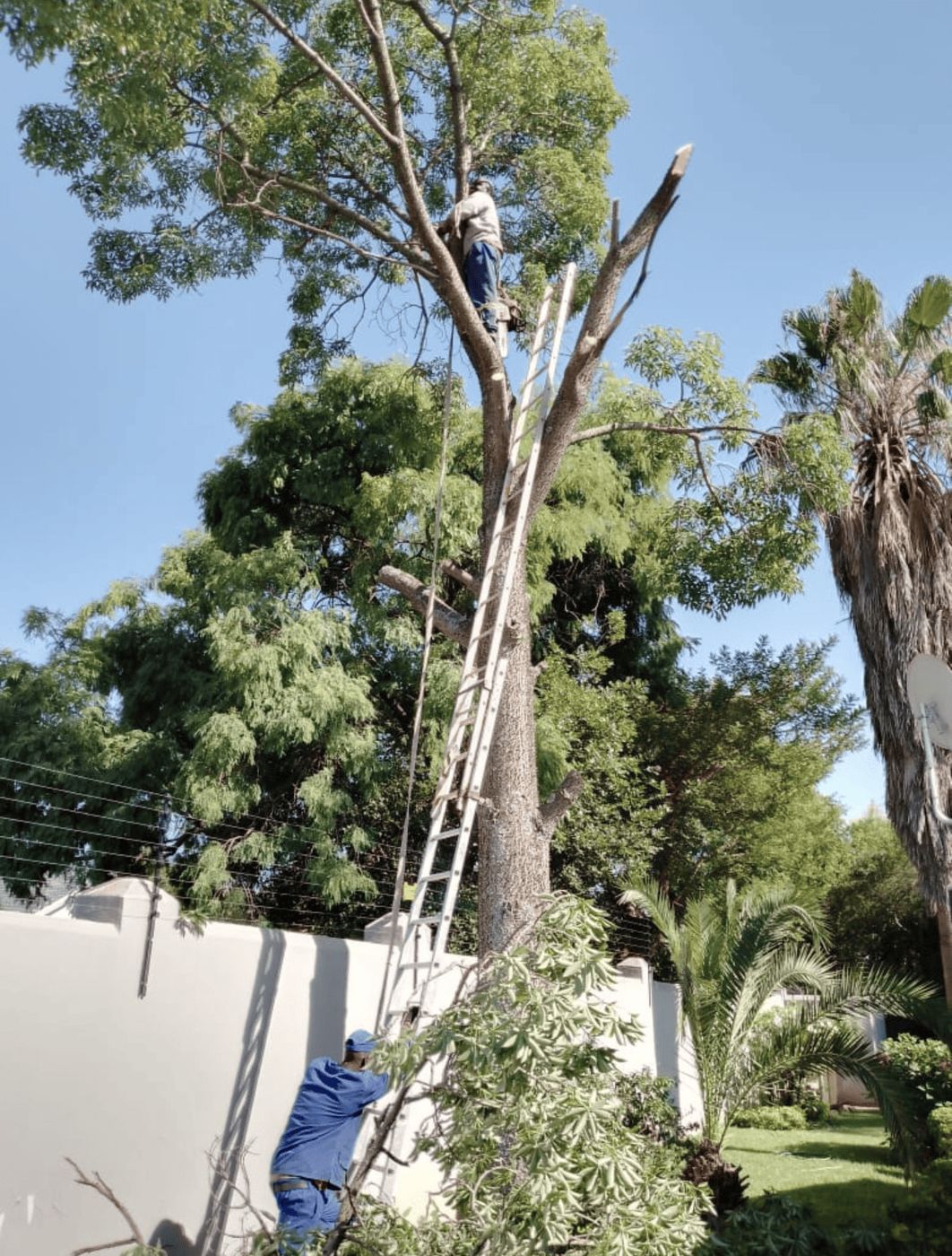 Gebisa Projects team pruning a tree on a residential property